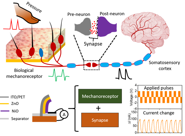 서형탁 교수 연구팀, 촉각 인식용 인공 신경소자 개발