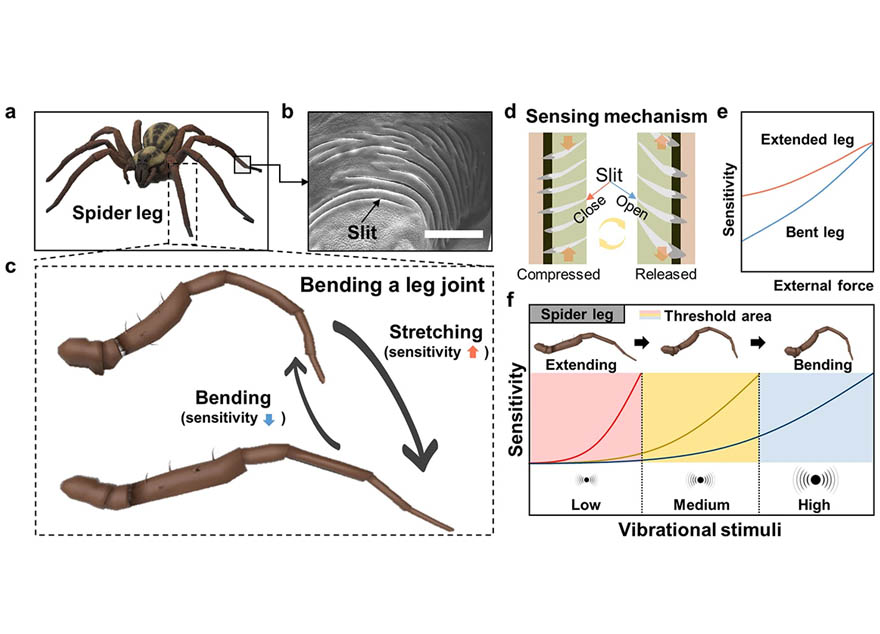 기계공학과 공동연구팀, 거미 다리 기능 모사 의료용 센서 개발